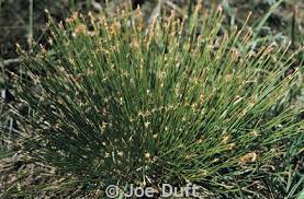 Attēlu rezultāti vaicājumam “Trichophorum cespitosum fruit”