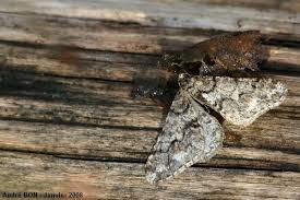 Attēlu rezultāti vaicājumam “Agriopis leucophaearia”