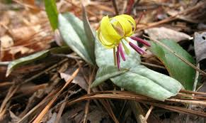 Attēlu rezultāti vaicājumam “Diderma umbilicatum stalked”