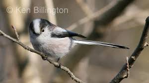 Attēlu rezultāti vaicājumam “Aegithalos caudatus”
