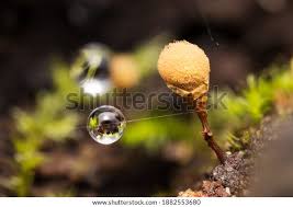 Attēlu rezultāti vaicājumam “Stemonitis marjana macro”