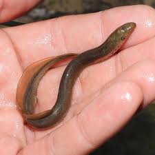 Image result for Lampetra fluviatilis