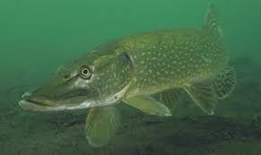 Image result for Esox lucius