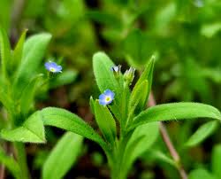 Attēlu rezultāti vaicājumam “Myosotis sparsiflora flower”