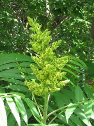 Attēlu rezultāti vaicājumam “Rhus typhina flower”