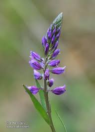 Attēlu rezultāti vaicājumam “Polygala comosa flower”