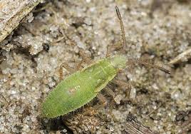 Attēlu rezultāti vaicājumam “Myrmus miriformis”