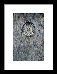 Attēlu rezultāti vaicājumam “Aegolius funereus”