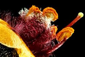 Attēlu rezultāti vaicājumam “Verbascum blattaria flower”