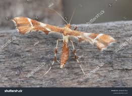 Attēlu rezultāti vaicājumam “Cnaemidophorus rhododactyla”