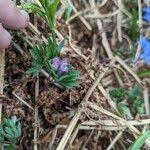 Attēlu rezultāti vaicājumam “Corydalis intermedia fruit”