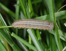 Attēlu rezultāti vaicājumam “Erebia ligea underside”