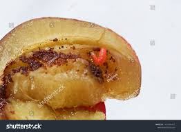 Attēlu rezultāti vaicājumam “Grapholita funebrana”