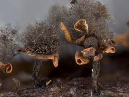 Attēlu rezultāti vaicājumam “Diderma floriforme macro”