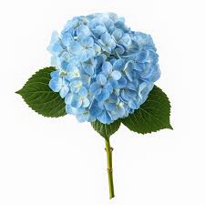 Attēlu rezultāti vaicājumam “Hydrangea”