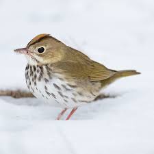 Image result for Seiurus aurocapilla