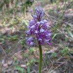 Attēlu rezultāti vaicājumam “Orchis militaris flower”