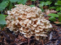 Attēlu rezultāti vaicājumam “Polyporus umbellatus”
