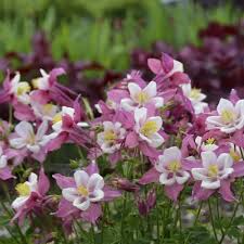 Image result for Aquilegia