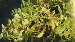 Attēlu rezultāti vaicājumam “Potamogeton lucens leaf”