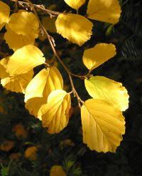 Attēlu rezultāti vaicājumam “Hamamelis japonica”
