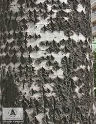 Attēlu rezultāti vaicājumam “Populus x berolinensis”