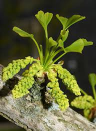 Attēlu rezultāti vaicājumam “Ginkgo biloba female flower”