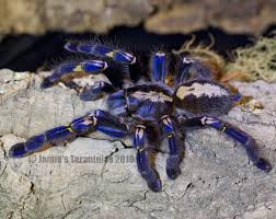 Attēlu rezultāti vaicājumam “Polypogon tentacularius male”
