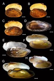 Attēlu rezultāti vaicājumam “Unio crassus”