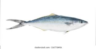 Image result for Elagatis bipinnulata