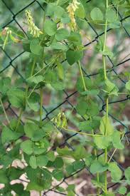 Attēlu rezultāti vaicājumam “Vicia pisiformis”