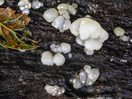 Attēlu rezultāti vaicājumam “Myxarium nucleatum”