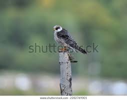 Image result for Falco vespertinus