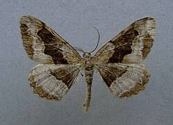 Attēlu rezultāti vaicājumam “Alcis repandata”