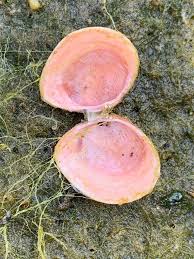 Attēlu rezultāti vaicājumam “Macoma baltica”