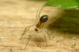 Attēlu rezultāti vaicājumam “Paidiscura pallens”