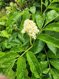 Attēlu rezultāti vaicājumam “Sambucus racemosa leaf”