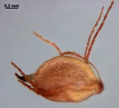 Attēlu rezultāti vaicājumam “Scirpus sylvaticus fruit”