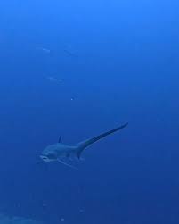 Image result for Alopias pelagicus