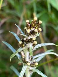 Attēlu rezultāti vaicājumam “Gnaphalium sylvaticum flower”