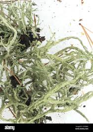 Attēlu rezultāti vaicājumam “Evernia mesomorpha”