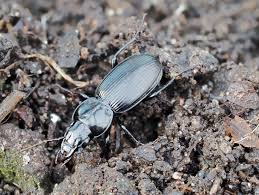 Attēlu rezultāti vaicājumam “Pterostichus sp.”