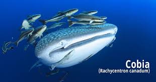 Image result for Rachycentron canadum