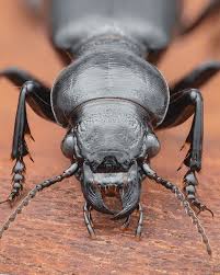 Attēlu rezultāti vaicājumam “Broscus cephalotes”