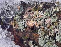 Attēlu rezultāti vaicājumam “Erythricium aurantiacum”