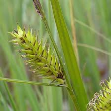 Attēlu rezultāti vaicājumam “Carex vesicaria”