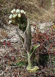 Attēlu rezultāti vaicājumam “Petasites spurius bud”