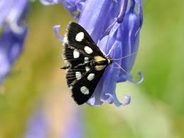 Attēlu rezultāti vaicājumam “Anania funebris”