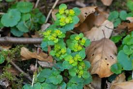 Attēlu rezultāti vaicājumam “Chrysosplenium alternifolium leaf”