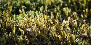 Attēlu rezultāti vaicājumam “Anastrophyllum hellerianum”